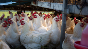 FOUR PAWS Urges South Africans to Look Beyond Egg Labelling This World Poultry Day