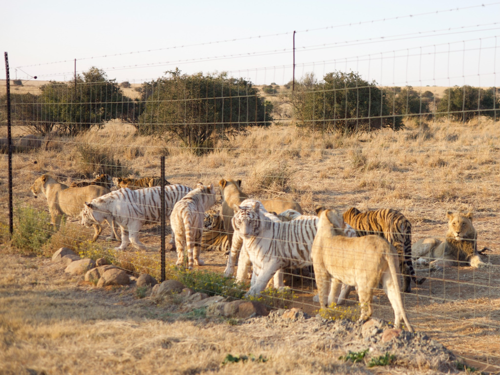 FOUR PAWS Calls for an End to the Commercial Breeding and Trade of All ...
