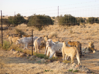 FOUR PAWS Calls for an End to the Commercial Breeding and Trade of All Big Cats