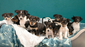 TEARS Animal Rescue Encourages Public to Foster Shelter Dogs