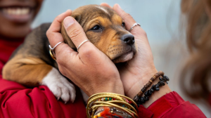 FOUR PAWS Calls on Communities to Play an Active Role This National Rescue Dog Day