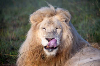 White Lion Romeo Marks Rescueversary at LIONSROCK