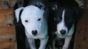TEARS Animal Rescue Encourages Donation of Fleece Blankets to 'Give Warmth' This Winter