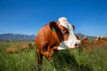 FOUR PAWS Encourages a Moment of Reflection This World Milk Day