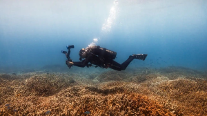 On World Oceans Day, Canon South Africa Highlights Importance of Coral Conservation
