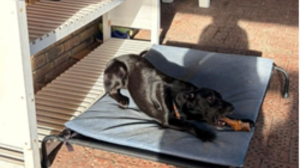 Rescue Dog Finds Purpose as Cherished Therapy Pet at Homeless Shelter