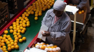 South African Growers Supply 100% of Tiger Brands' Orange Requirements for Oros for Second Consecutive Season