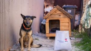 134 Dogs to Receive Life-Changing Kennels This Mandela Day