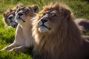Romania Five Shows Why Sanctuaries Matter