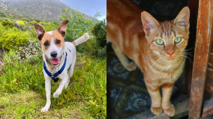 TEARS Animal Rescue Encourages Adopting an Adult Dog or Cat