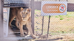 15 Rescued Big Cats Arrive Safely at LIONSROCK