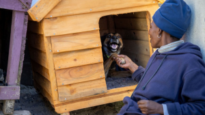 Why Dogs Remain One of South Africa's Most Loyal Companions