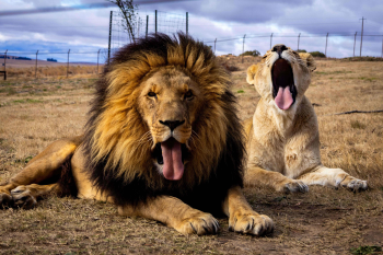Micca and Juba Continue to Thrive at LIONSROCK Big Cat Sanctuary
