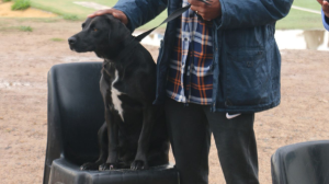 TEARS Animal Rescue Encourages Public to Consider Their Pets When Drafting Their Wills