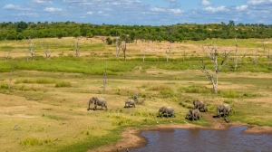 African Parks Appoints VML South Africa as Digital Agency Partner