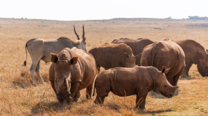 Bothongo Rhino and Lion Nature Reserve Debunks Rhino Myths This World Rhino Day