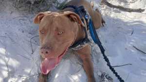 TEARS Animal Rescue Calls on Dog Lovers to Become a TEARS Kennel Volunteer