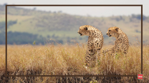 Finding the Story: How to Make Conservation Legible