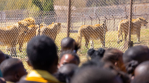 LIONSROCK Celebrates World Teachers' Day