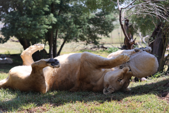 Rescued Lioness Continues to Flourish at LIONSROCK Big Cat Sanctuary