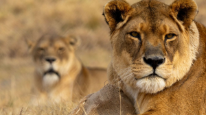 16 Years of Freedom and Friendship for Lionesses Kara and Lea
