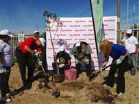 ExxonMobil invests in tree planting for Western Cape communities