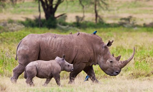 Nominations for <i>Rhino Conservation Awards</i> now open