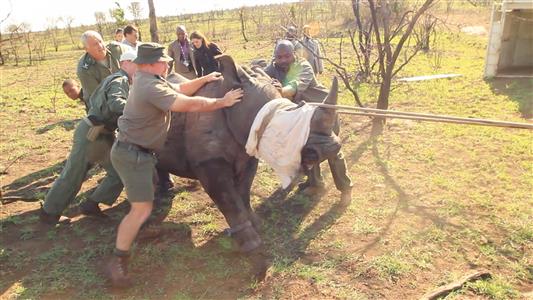Rhinos being moved from high-risk areas to undisclosed locations on <i>50/50</i> Rhinos being moved from high-risk areas to undisclosed locations on <i>50/50</i>