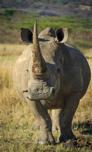 South Africa’s Rhino Horn Trade Proposal risks rhino extermination