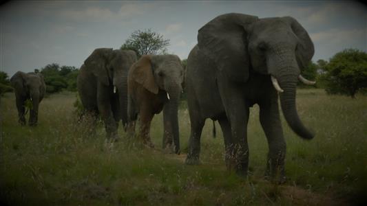 Discover the extraordinary sense of smell of elephants on <i>50/50</i>