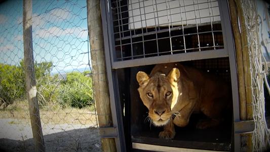 <i>50/50</i> revisits rescued German circus lionesses