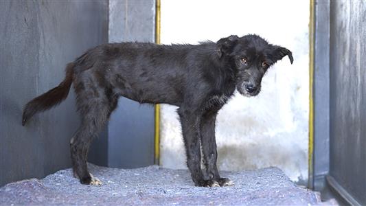 Pedigree launches campaign to highlight plight of abandoned dogs
