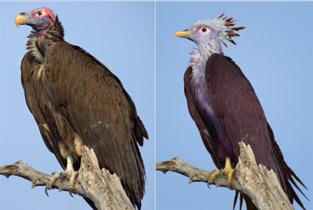 Tuluver hoax helps plight of the vulture