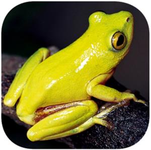 New frog ID app hops into the marketplace