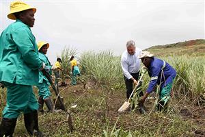 Unilever joins Wildlands to plant over 150 000 trees across SA